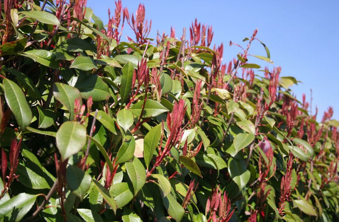Photinias Taille Comment
