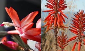 Plante Grasse Fleur Rouge