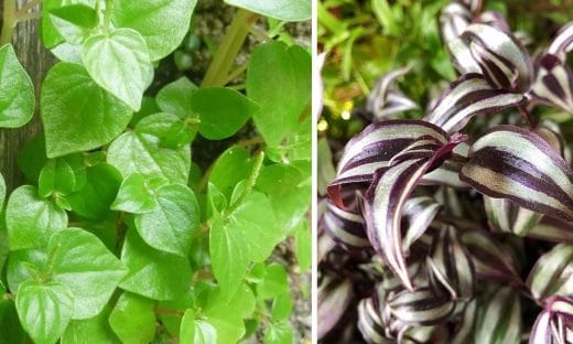 À épingler : 10 plantes d’intérieur tombantes