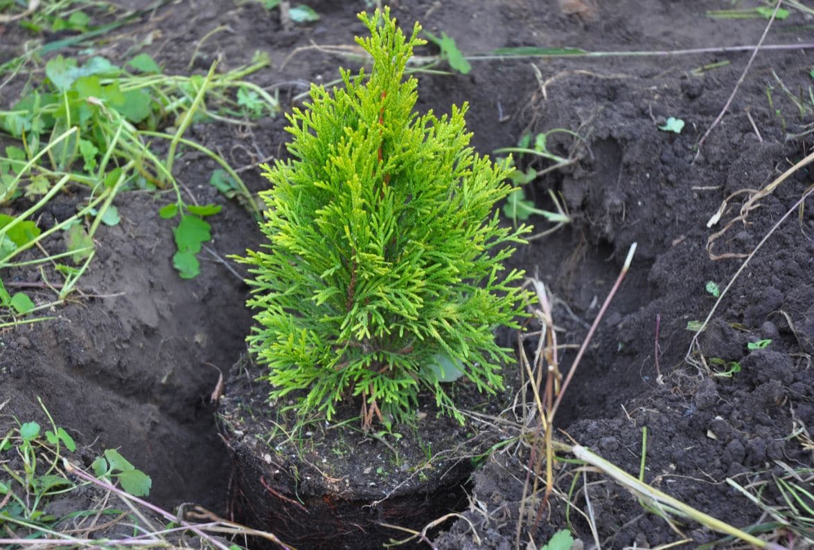 Planter Des Thuyas Jardin