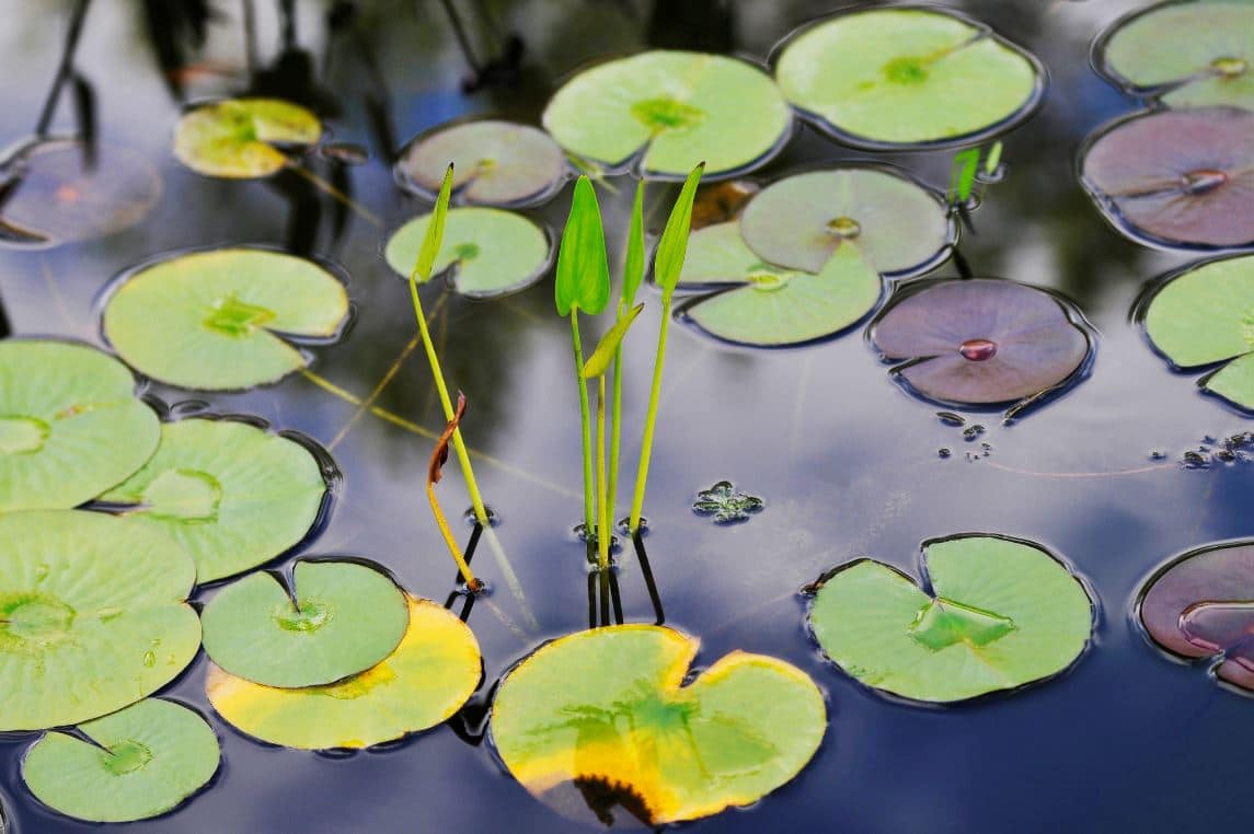 Plantes D'eau Aquatiques