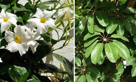 À épingler : 10 plantes d’intérieur faciles d’entretien