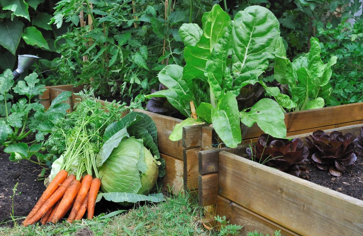 Potager Jardin Mars