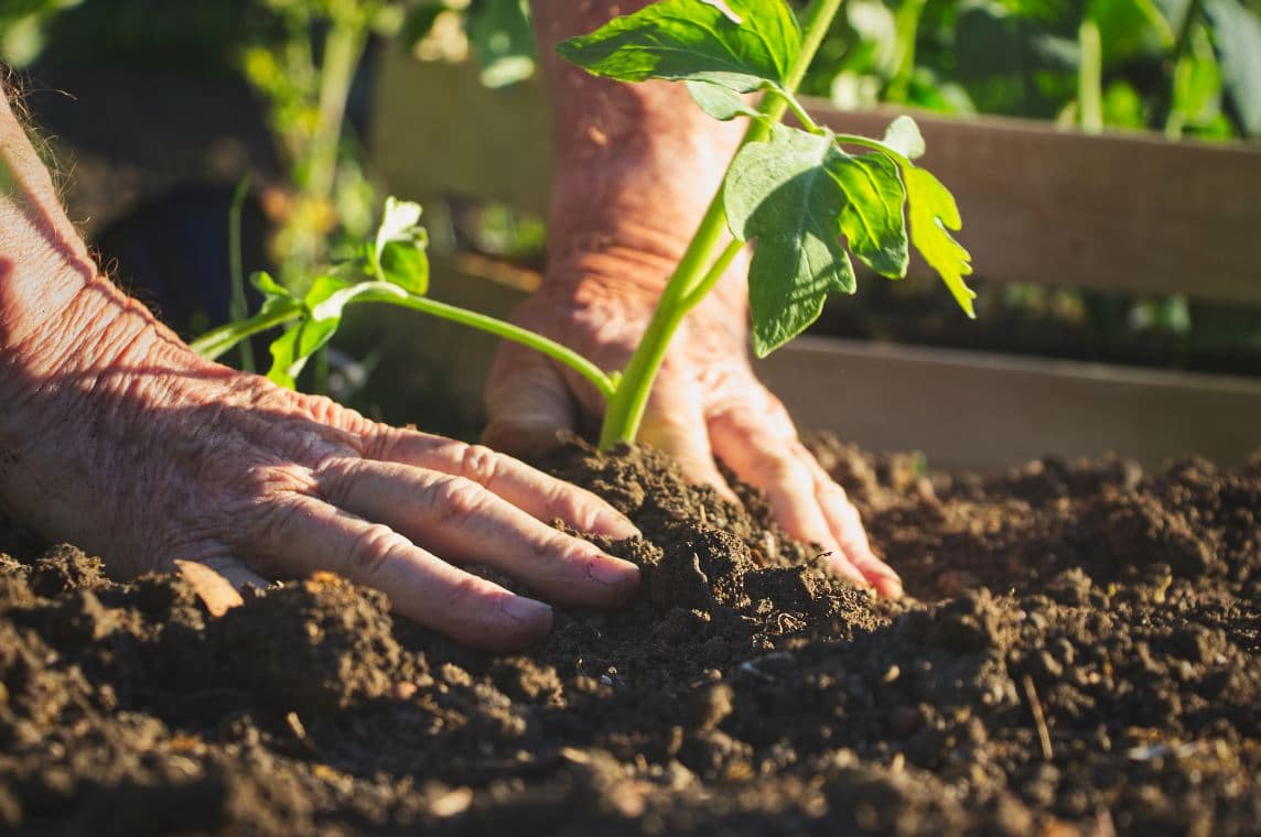 Semer Tomates Mai Jardin