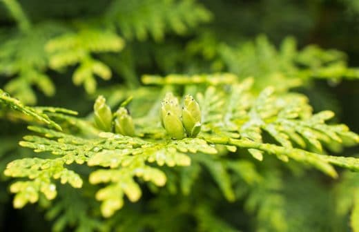 À épingler : Thuyas : quand les planter et comment ?