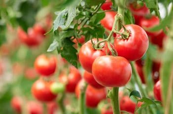 Tomates Jardinage Mai