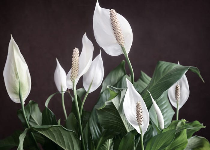 Spathiphyllum