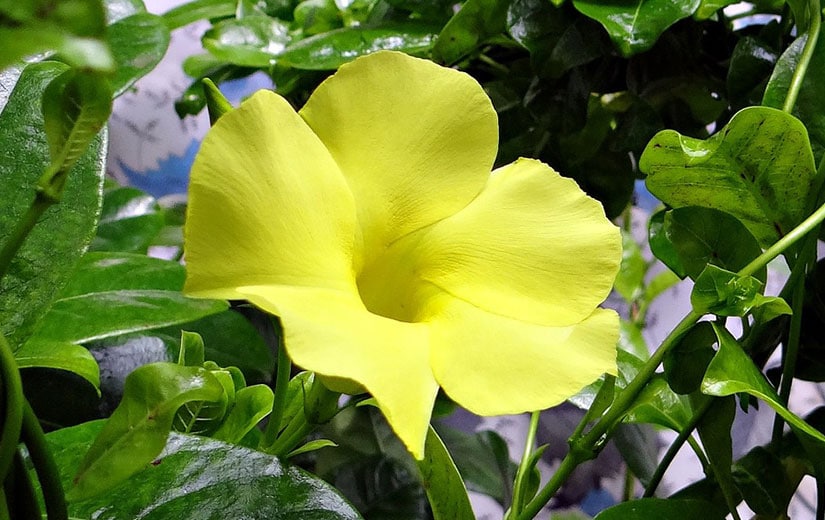 Allamanda