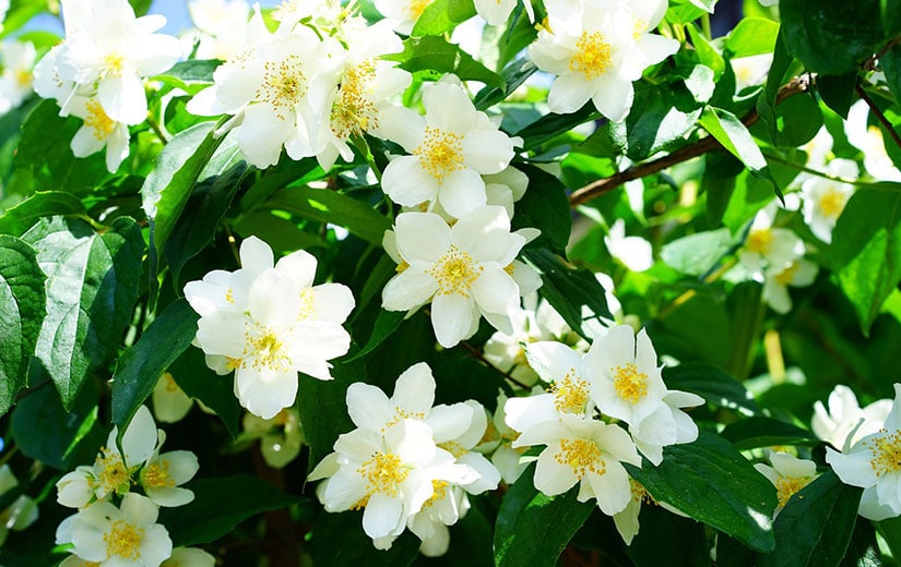 Jasmin