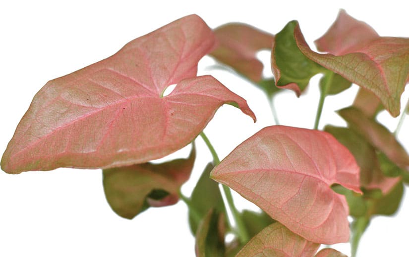 Syngonium