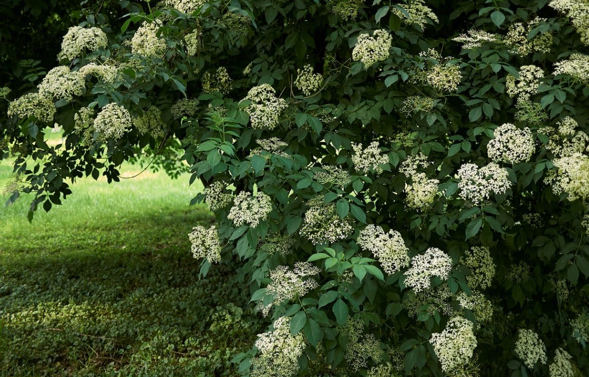 Arbuste Sureau Beau Jardin