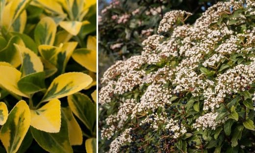 À épingler : 14 variétés d’arbustes pour une haie persistante