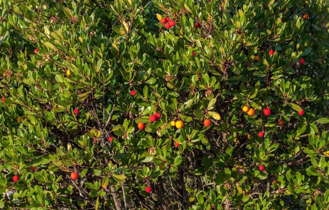 Arbutus Unedo