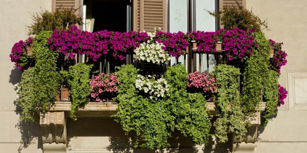 Balcon fleuri : sélection des 11 plus belles fleurs pour l'extérieur