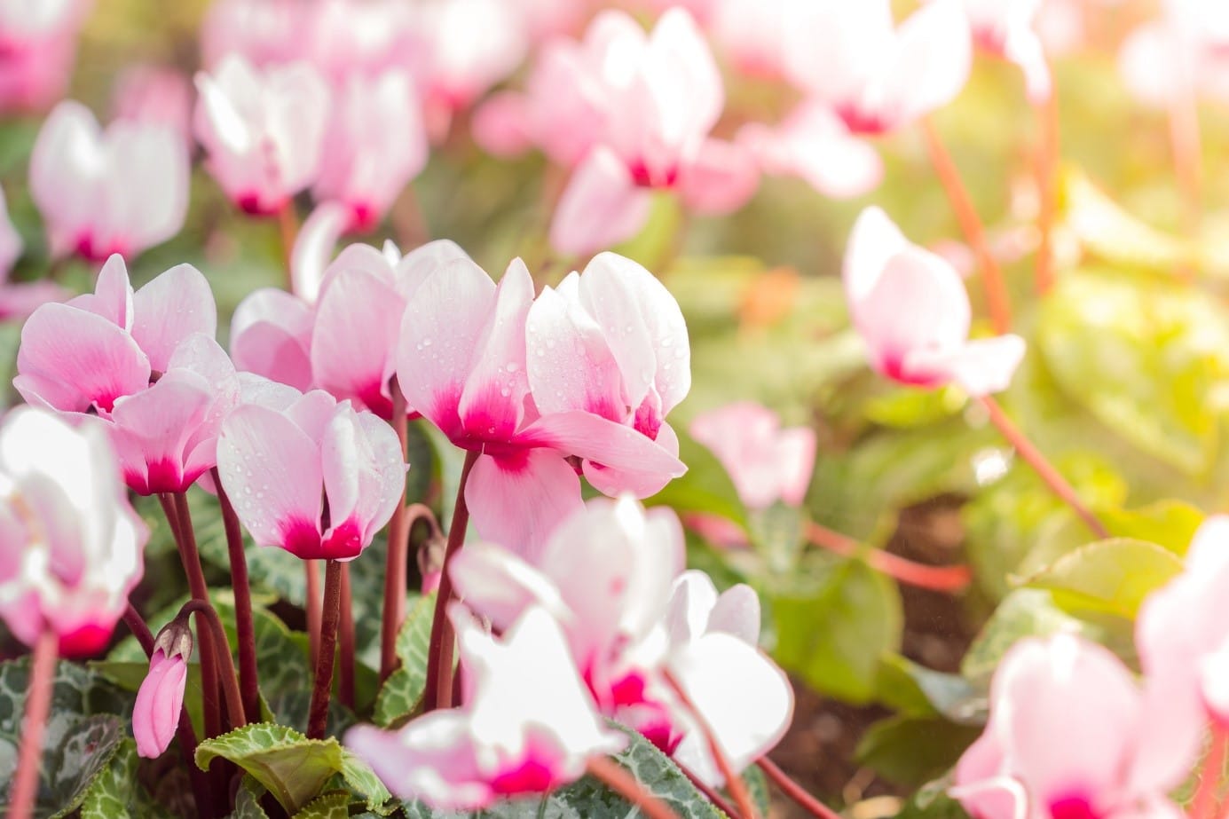 Cyclamen