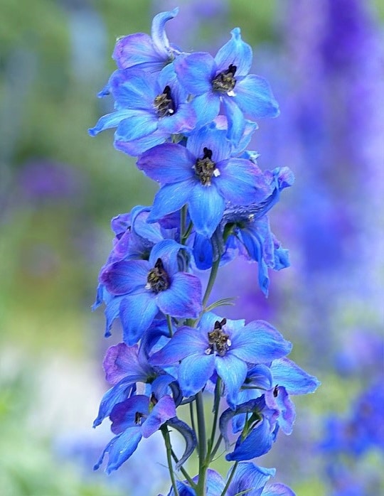 Delphinium 