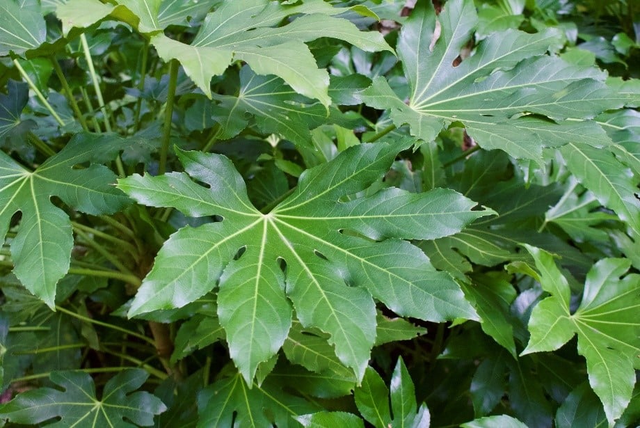 Fatsia Japonica 