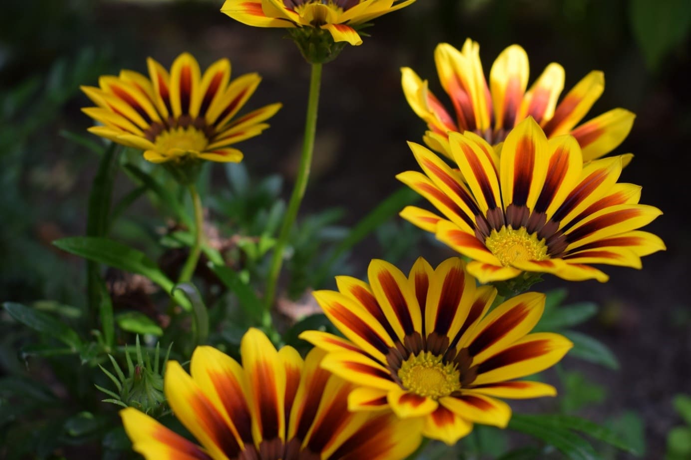 Gazania