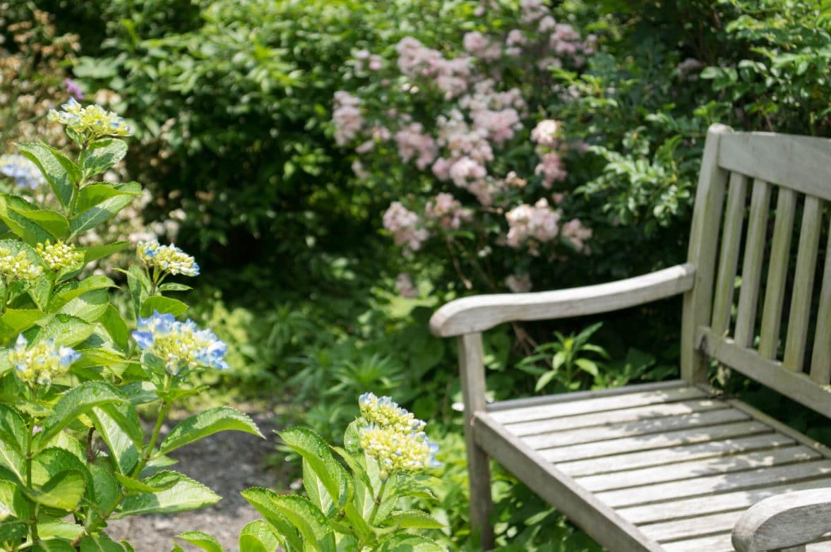 Jardin Anglais Plantes