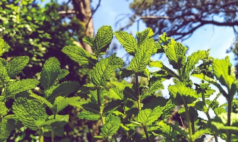 Menthe Verte 