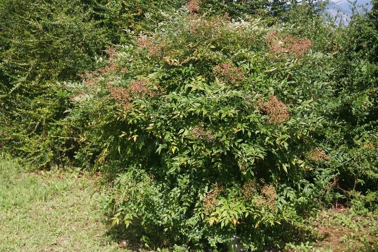 Nandina Domestica