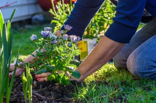 À épingler : Comment créer un beau parterre de fleurs ?