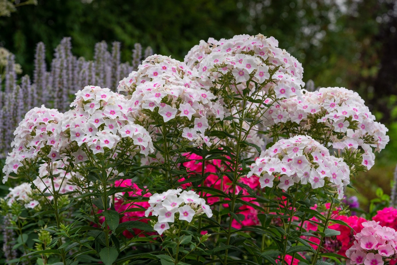 Phlox Panicatula