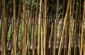 Planter Haie Bambous