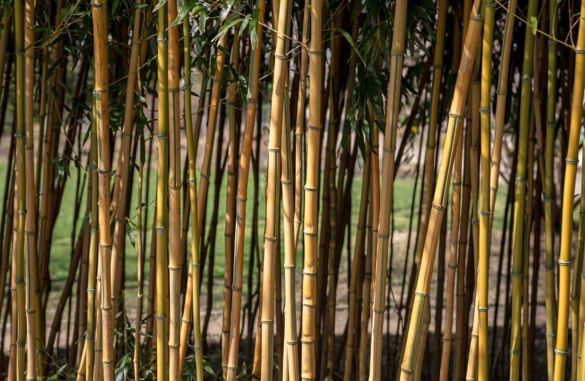 Comment planter une haie de bambous ?