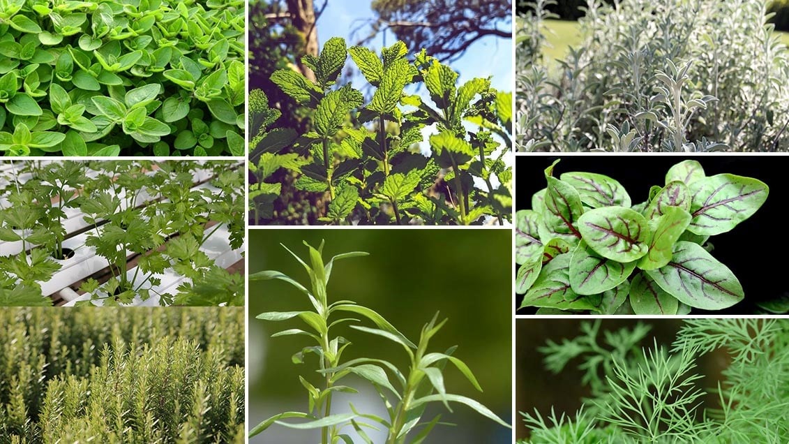 Planter les herbes aromatiques