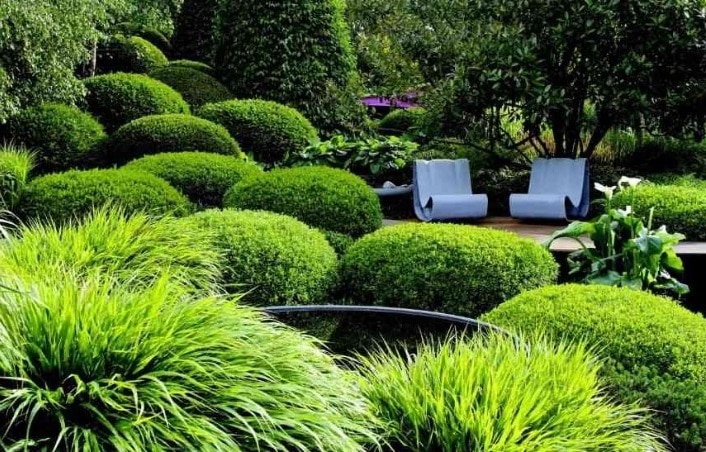 Plantes Jardin Moderne 