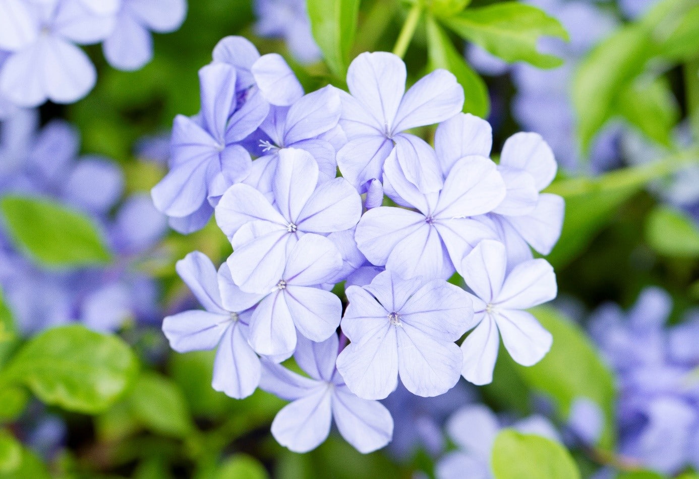 Plumbago