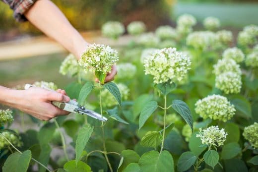 À épingler : Comment tailler les hortensias ?