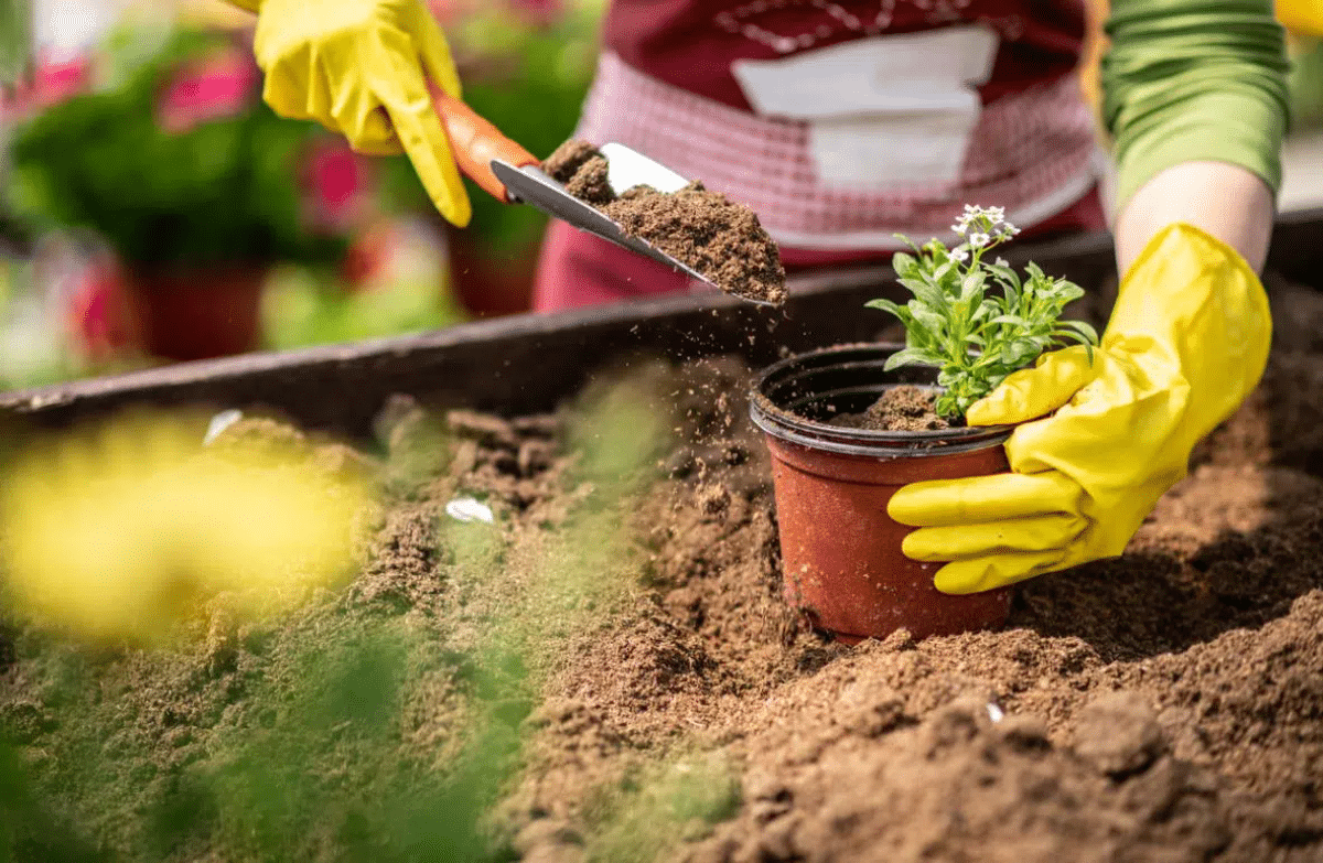 Avoir La Main Verte Jardin