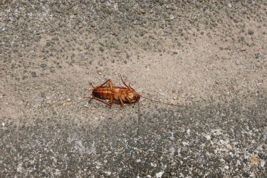 À épingler : Comment se débarrasser des cafards de jardin ? 3 Astuces !