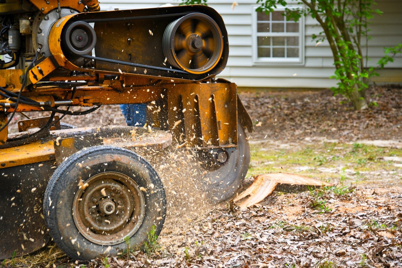 Destruction De Souche D’arbre