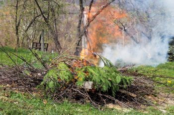 Feu De Végétaux De Jardin Istock