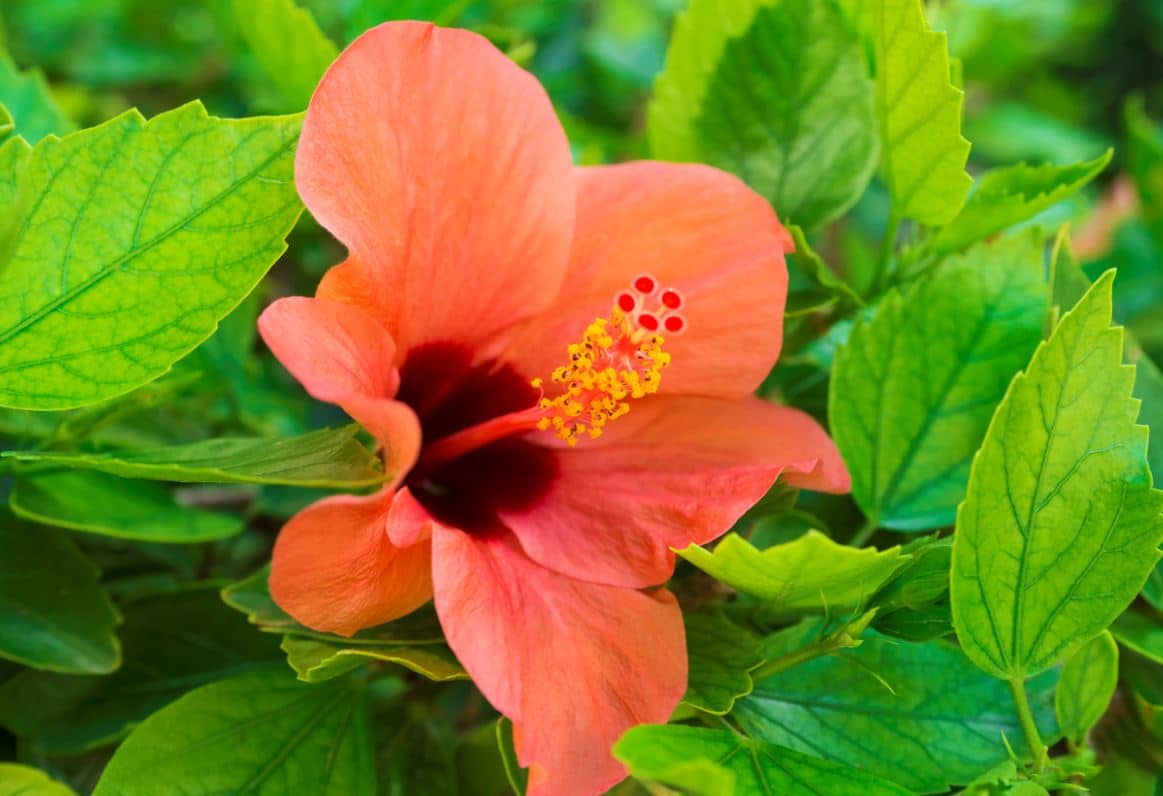 Hibiscus Bouturer