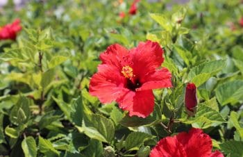 Hibiscus Fleur Rouge