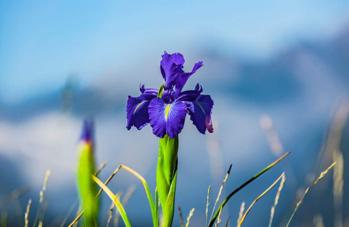 Iris Bleu Variete Fleur