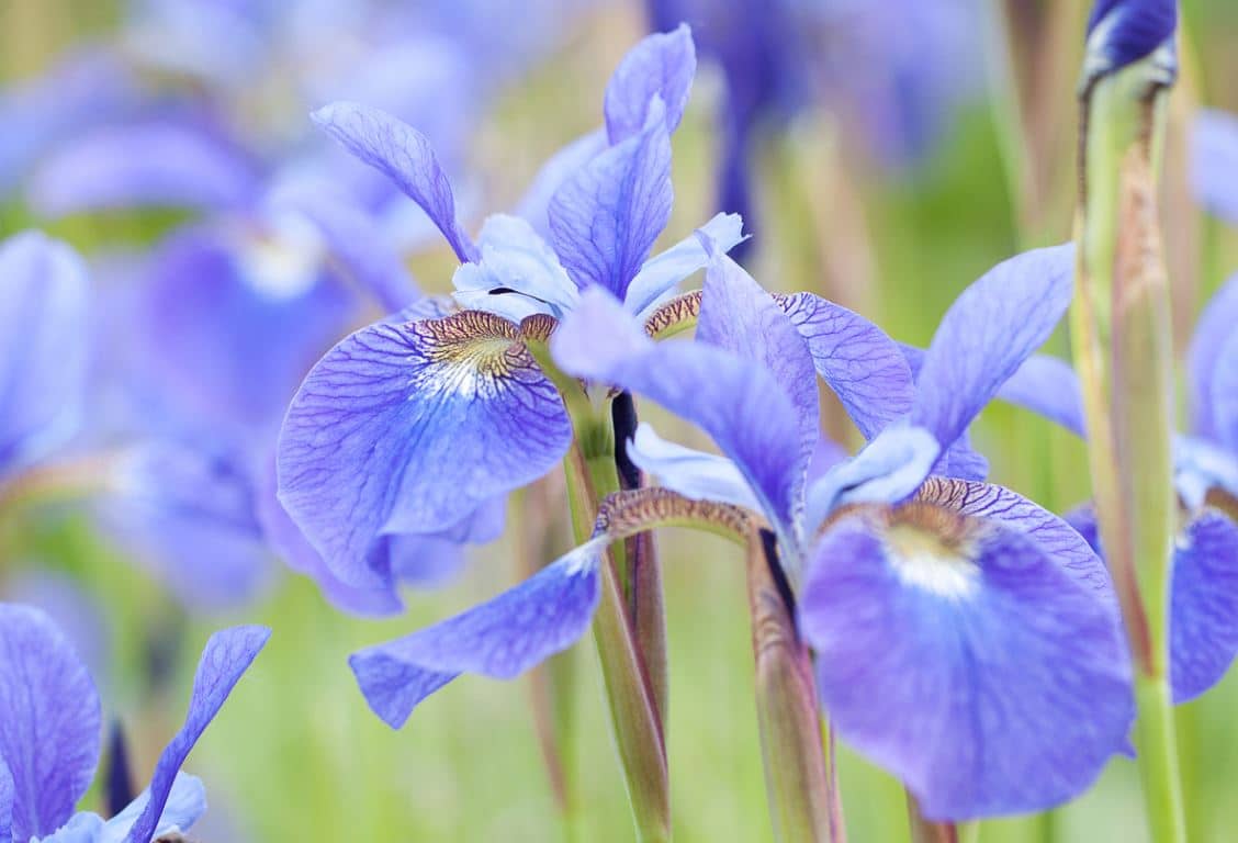 Iris Bleu