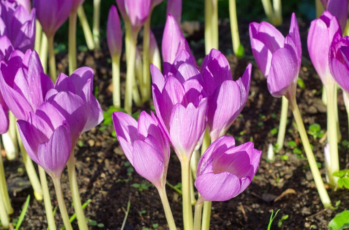 Planter Colchiques Jardin