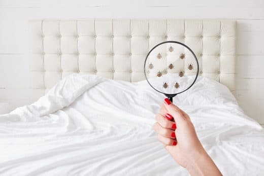 À épingler : Les punaises de lit : comment s’en débarrasser ?