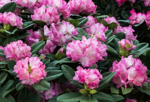 À épingler : Comment entretenir le rhododendron ?