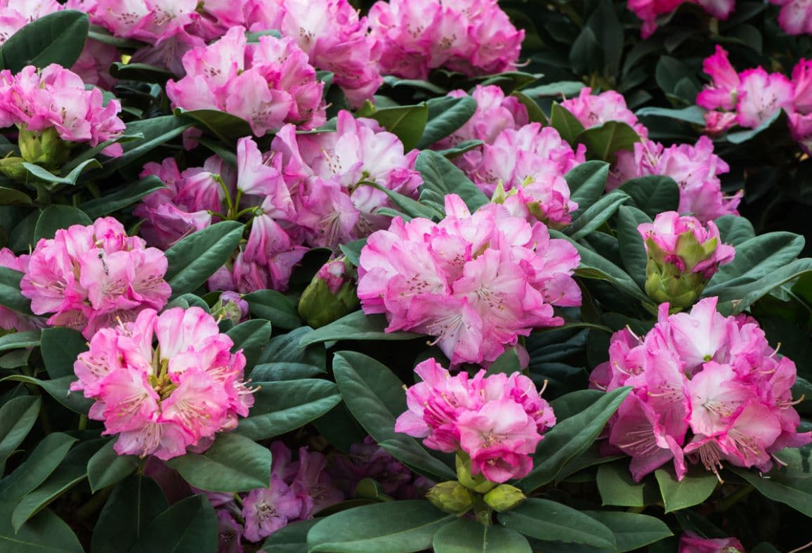 Rhododendron Entretien