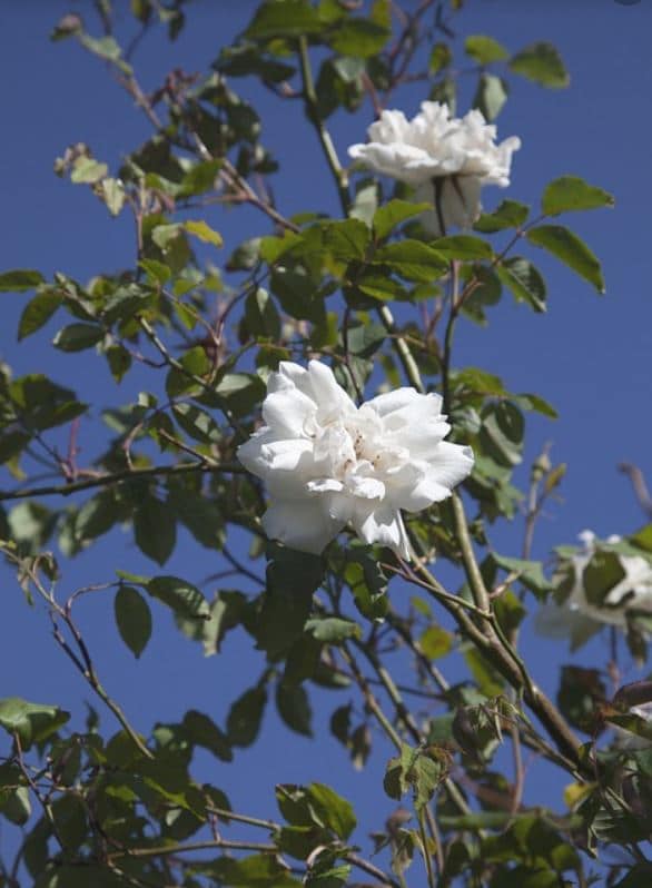 Rosiers Lianes Blanc