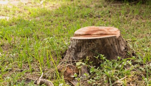 À épingler : Comment se débarrasser d’une souche d’arbre ?