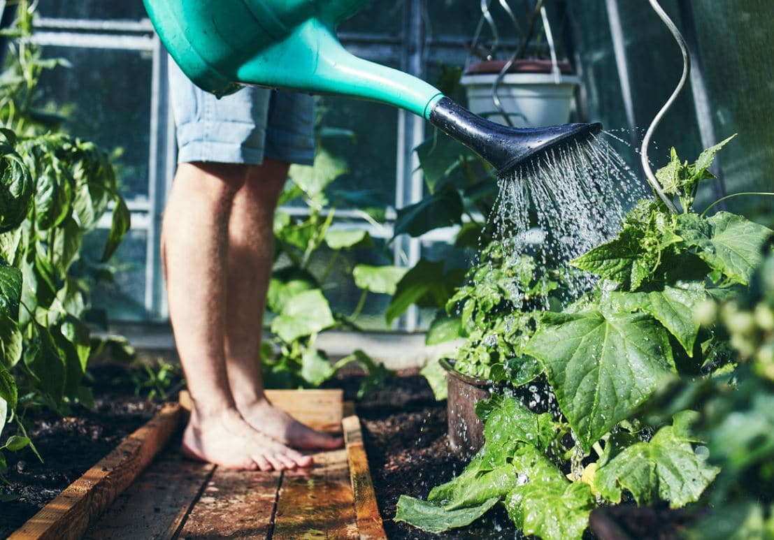 Arrosage Potager