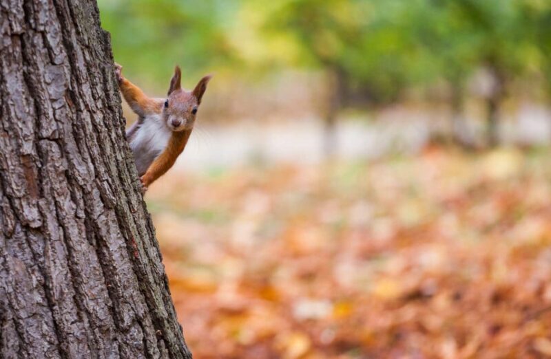 Ecureuils comment les faire venir dans votre jardin