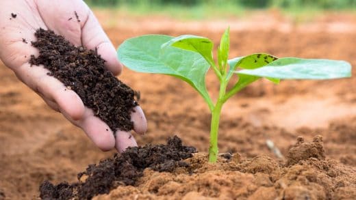 À épingler : Quand mettre du fumier dans le jardin ?